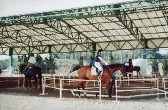 体験乗馬屋根付き馬場